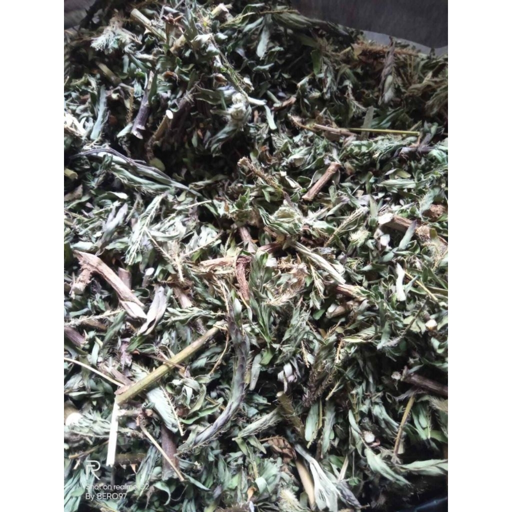 

daun putri malu kering 500g original