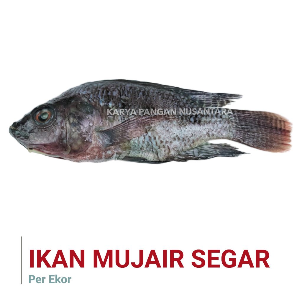 

IKAN MUJAIR SEGAR BERSIH IKAN MUJAER FRESH FROZEN 500 GRAM