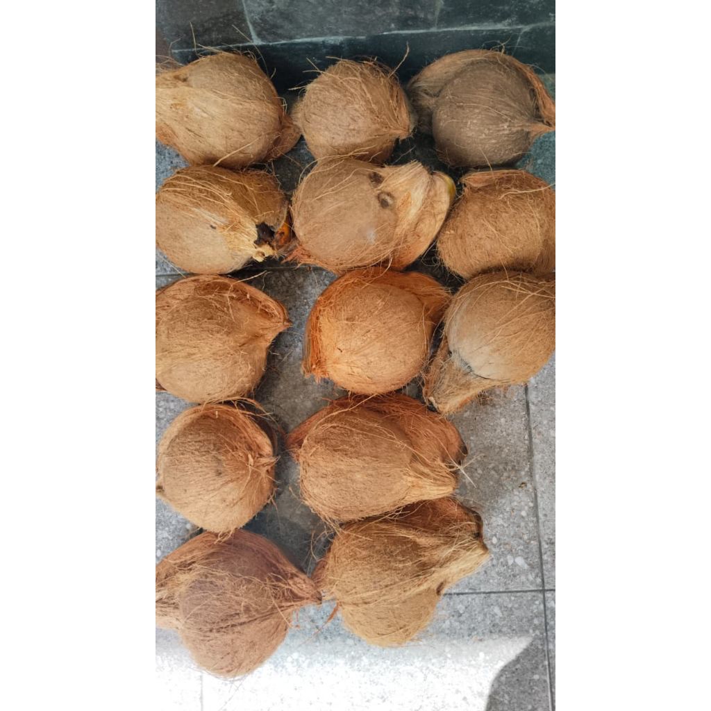 

KELAPA UNTUK BUMBU MASAK (Kambel)