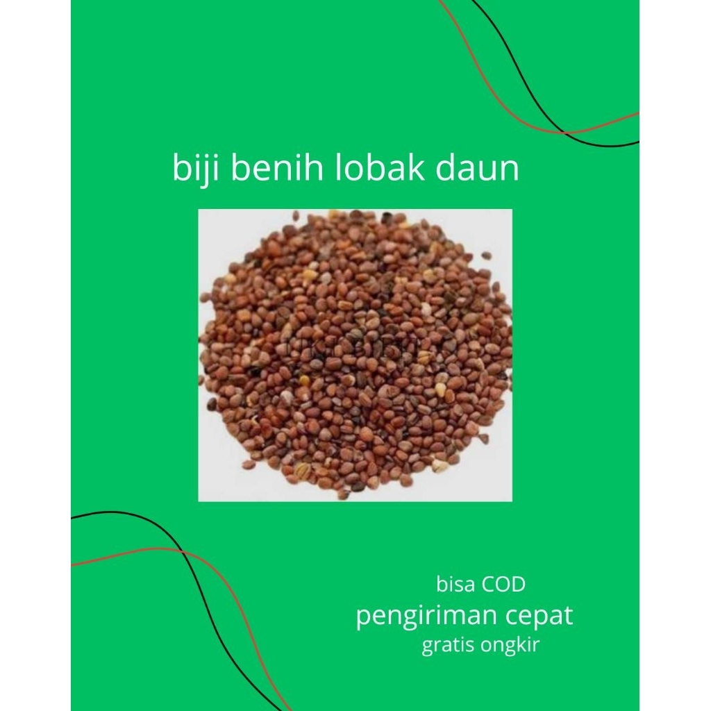 BIJI LOBAK DAUN||LOBAK SAYUR isi (2000 biji)
