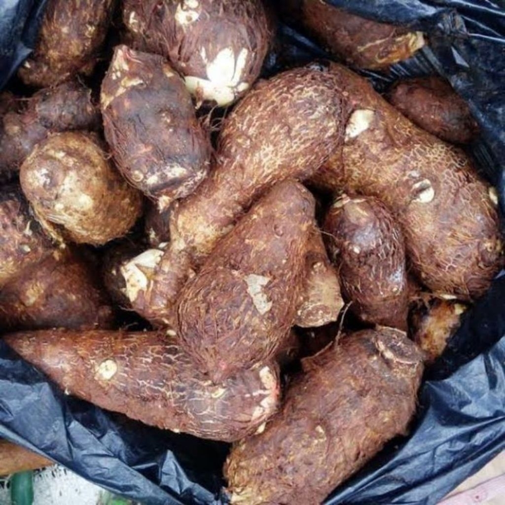 

umbi talas pulen/umbi talas lokal sudh beresih berat 1 kg