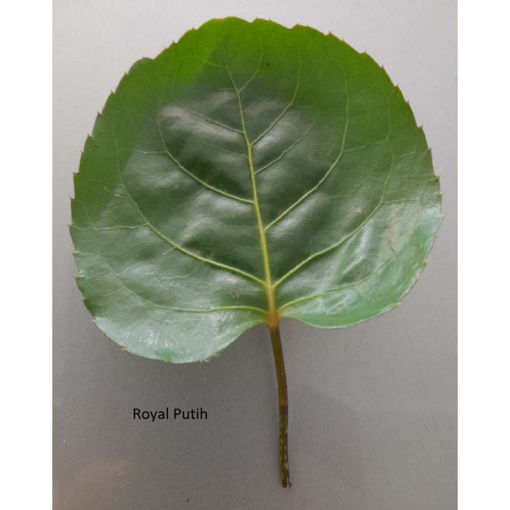 

Daun mangkokan fresh 500