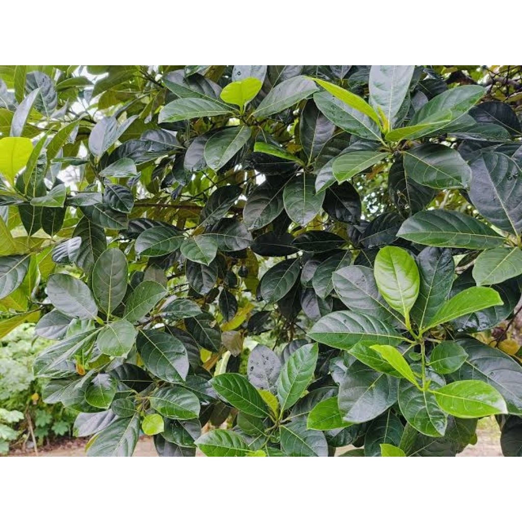 

daun nangka fres untuk kesehatan tradisional/jamu per lembar