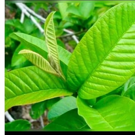 

(50 lembar)daun jambu biji fress