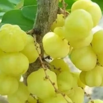 

buah cermesupermurah1kg
