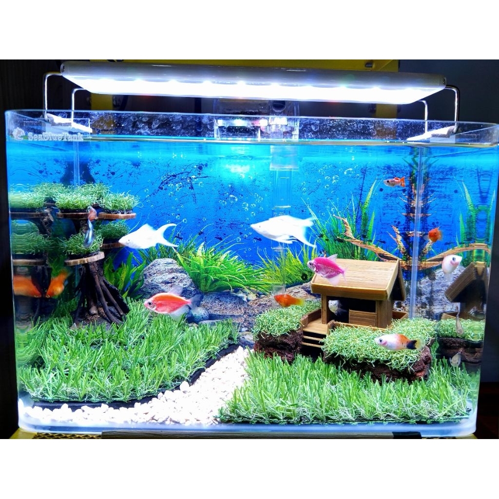 Halfmoon Giant Aquatic CO live siang