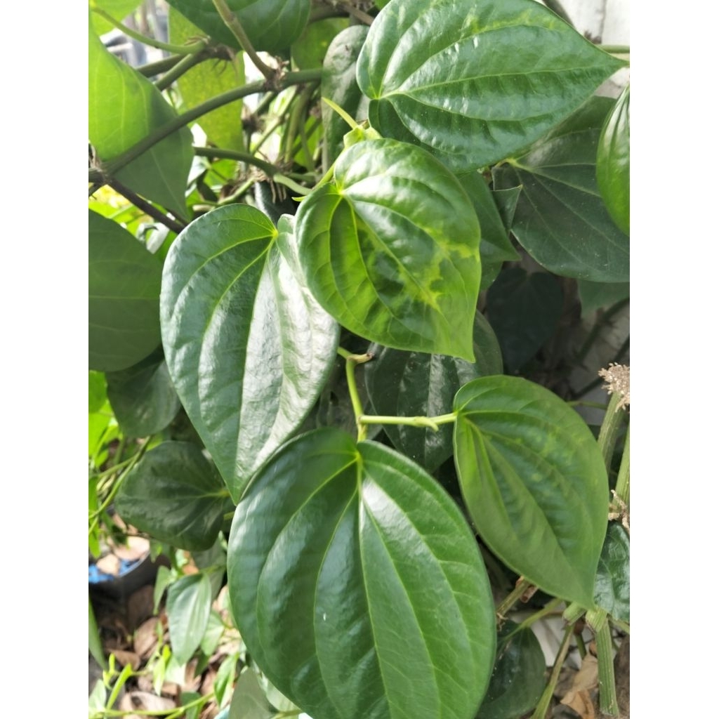 

Suruh/sirih Hijau Asli Jawa. Sirih yang ditanam sendiri di halaman rumah