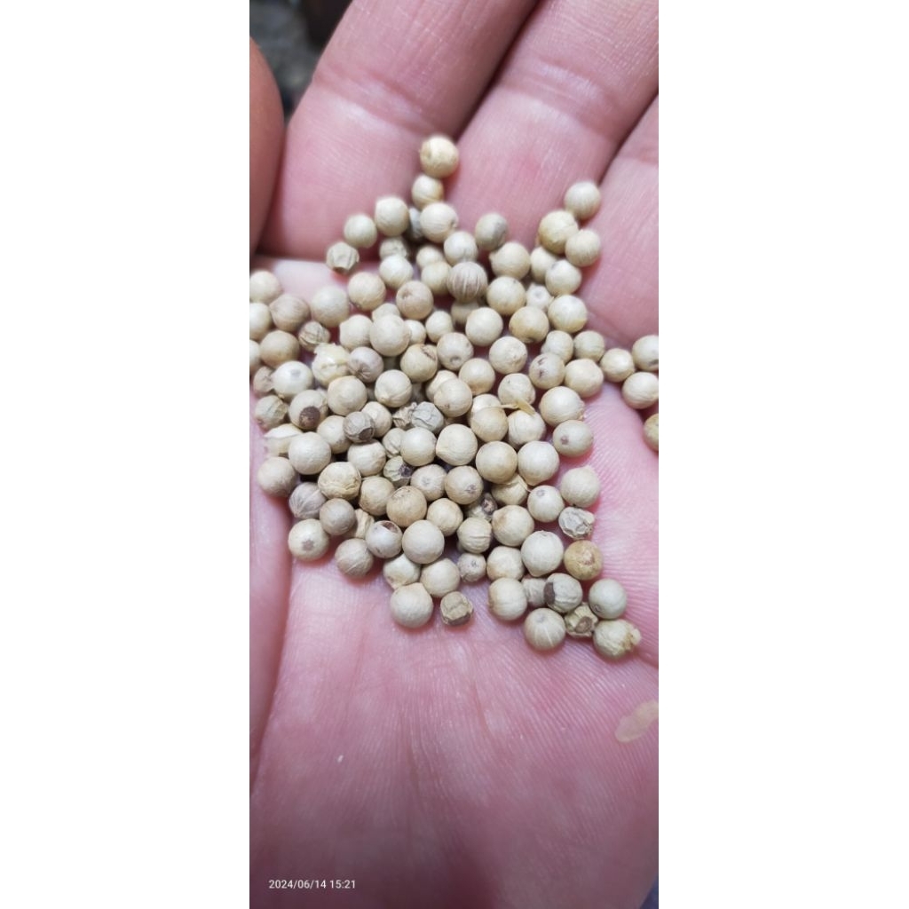 

lada putih butiran Bangka [ sahang Bangka ] lada super asli bangka