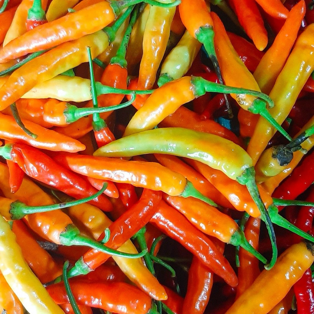 

Cabai Rawit Lokal Pedas – Siap Masak