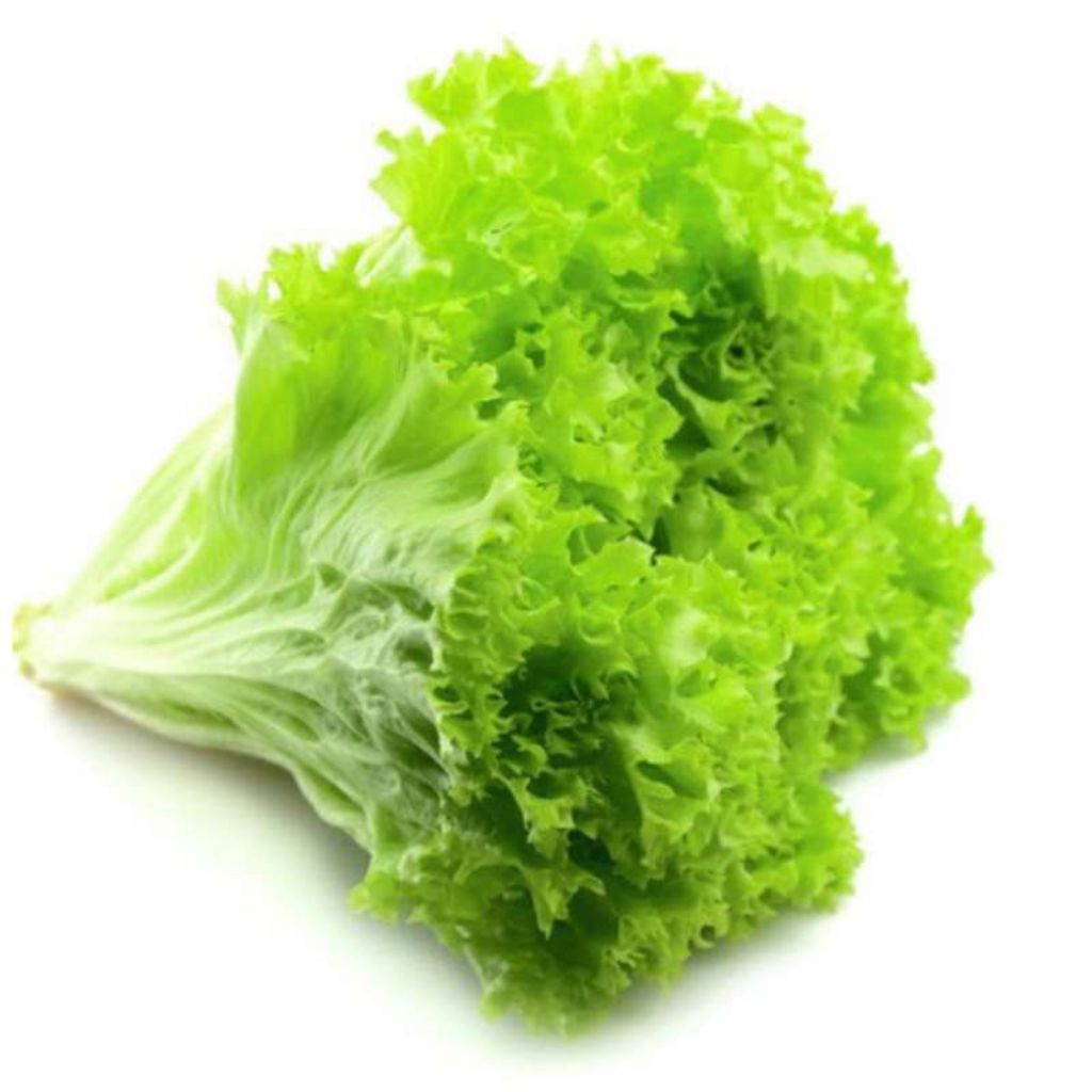 

Daun Selada (500 Gr)