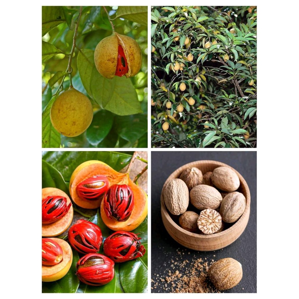 

Promo Buah pala Tua segar