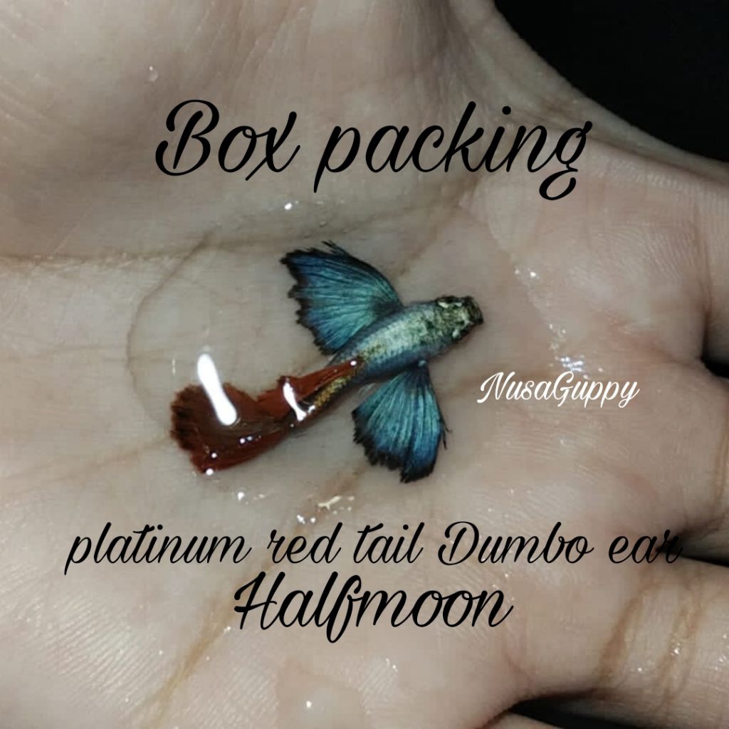 

Box packing - PLATINUM RED TAIL DUMBO EAR HALFMOON