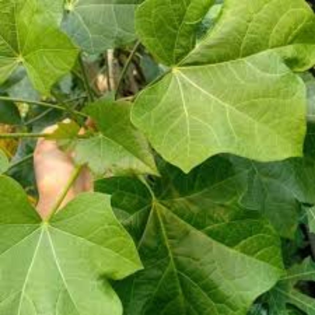 

Daun jarak segar harga per 1 lembar langsung di petik dari pohon