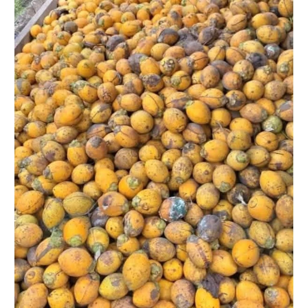 

buah pinang tua Jambe wangi tua 1kg