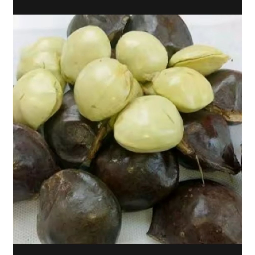 

Termurah Jengkol Muda segar fres per 1 kg