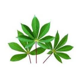 

Daun singkong muda fresh organik