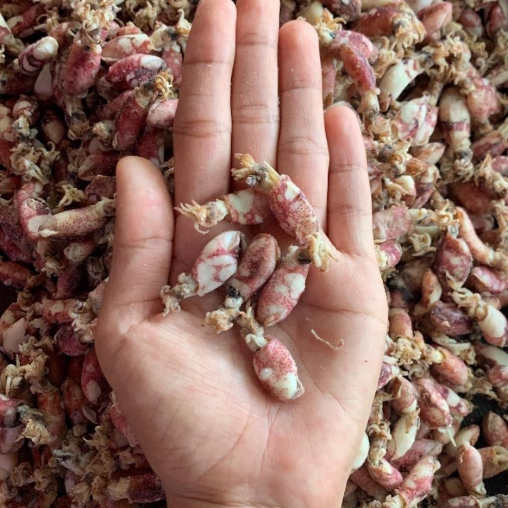 

TOKO 1 (READY BALITA CUMI SIZE 2-3CM)