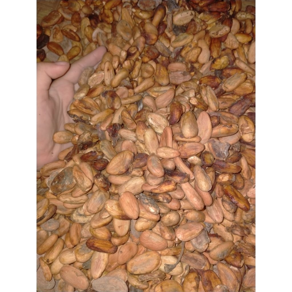 

KAKAO KERING PREMIUM Kadar air +- 17