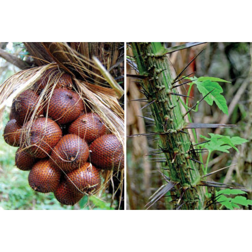 

buah salak pondoh 10kg garansi kirim ulang apabila busuk