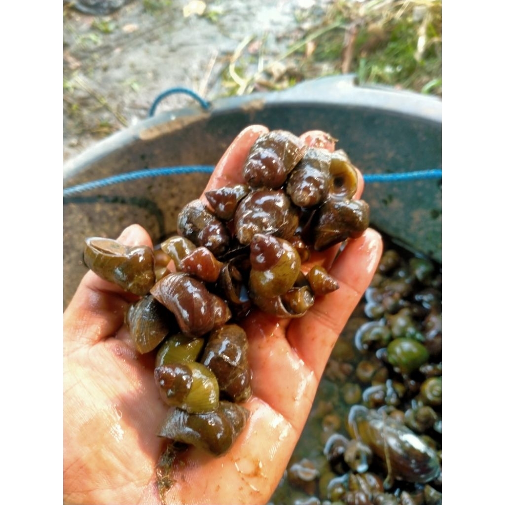 

Tutut,keong,sawah,hidup,fress