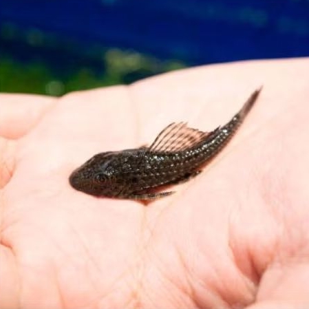 Ikan pembersih sapu-sapu hitam