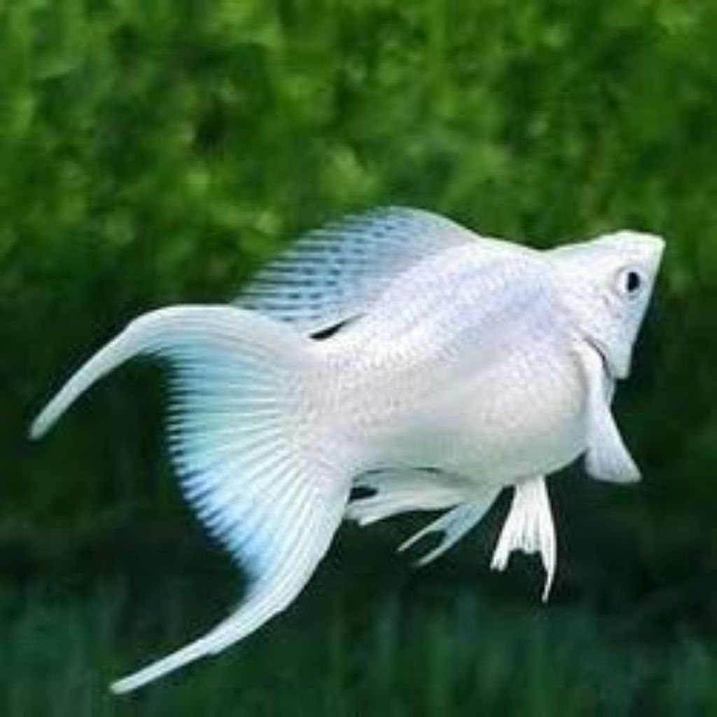 ornamen akuarium platinum molly lyretail isi 2