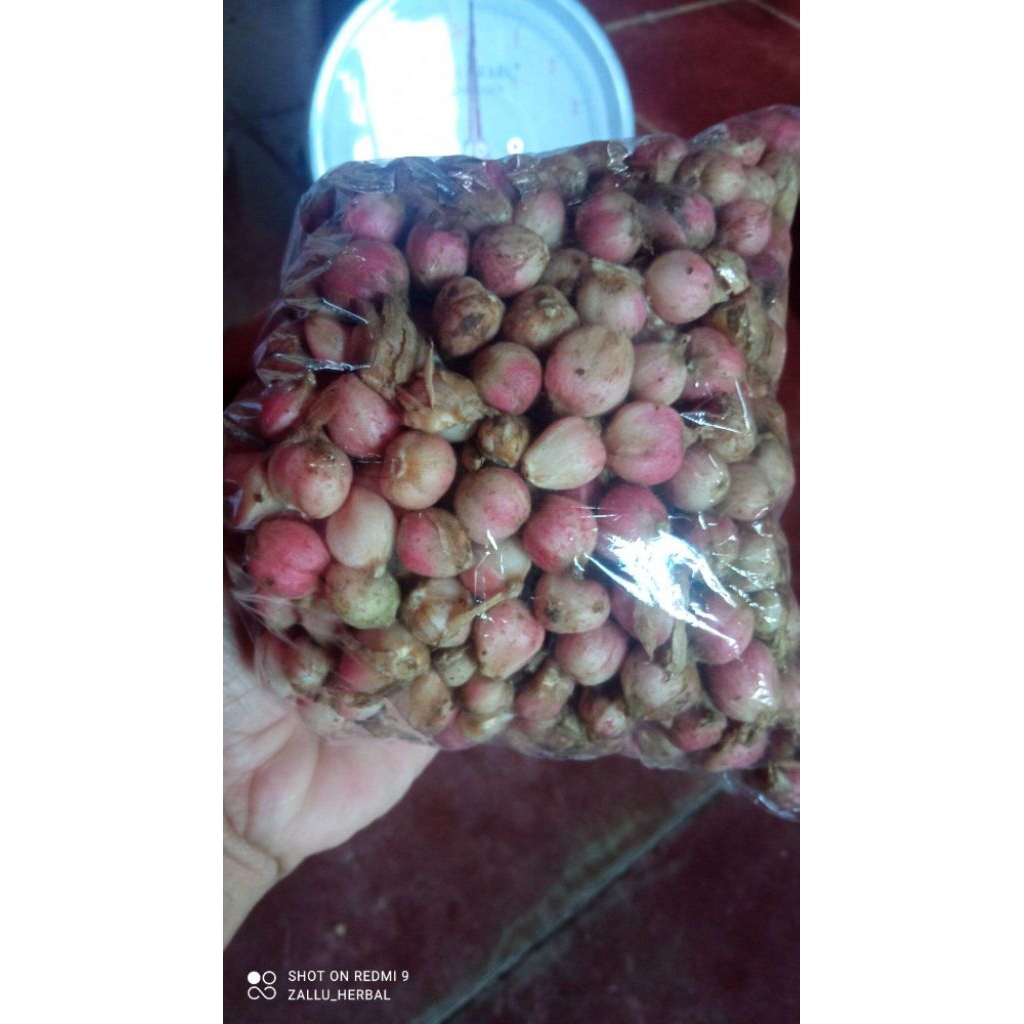 

buah kapul laga segar premium per 1 kg