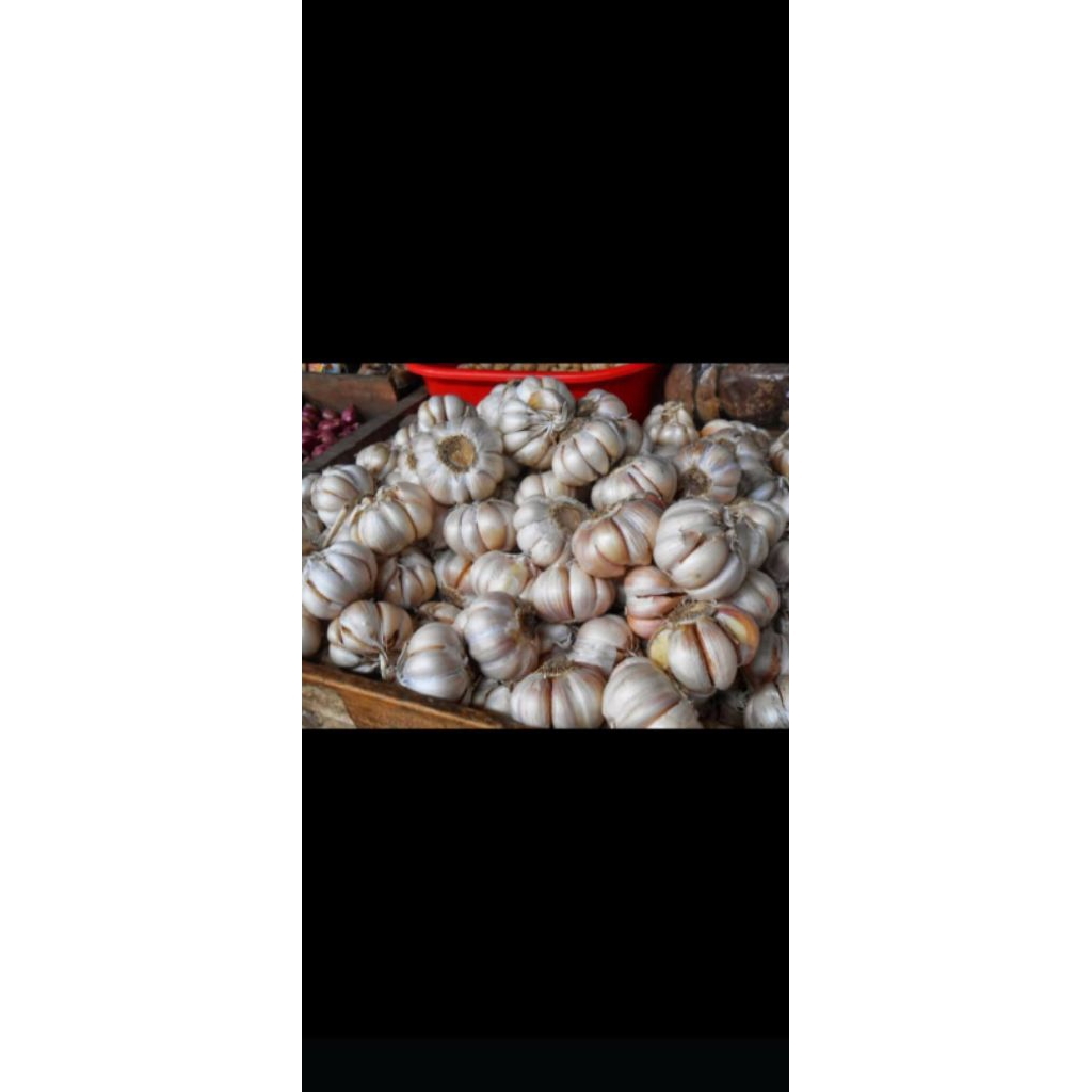 

bwang putih utuh besar 1 kg