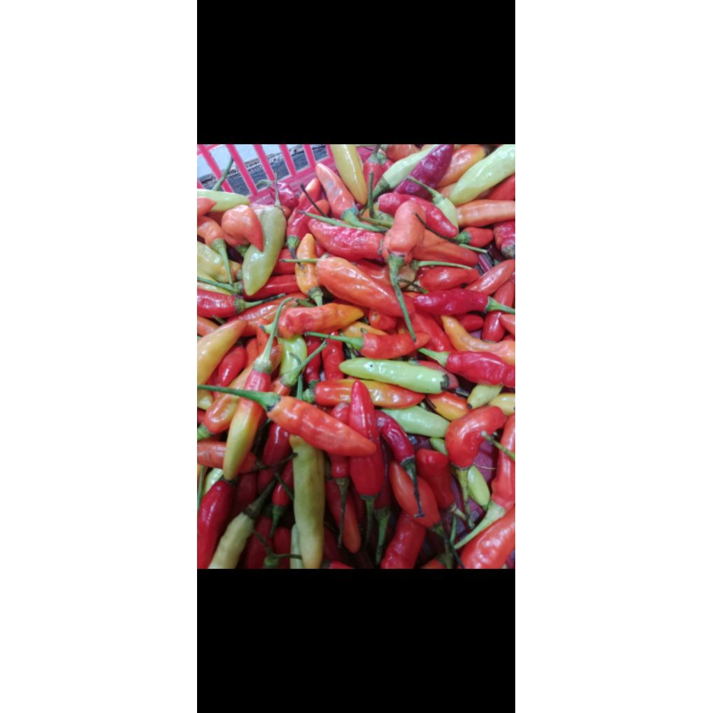 

rawit merah pedas fresh 1 kg