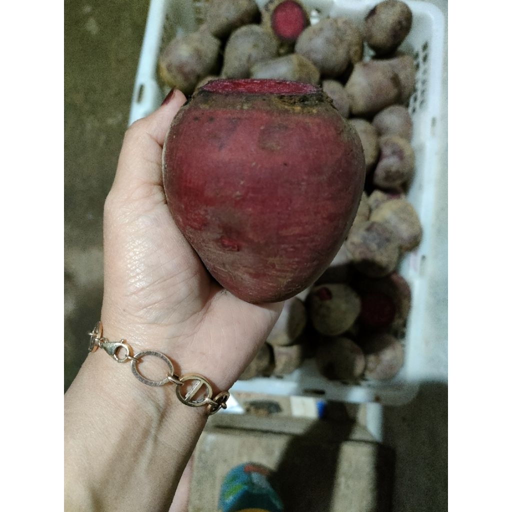

buah bit reject 1KG fresh