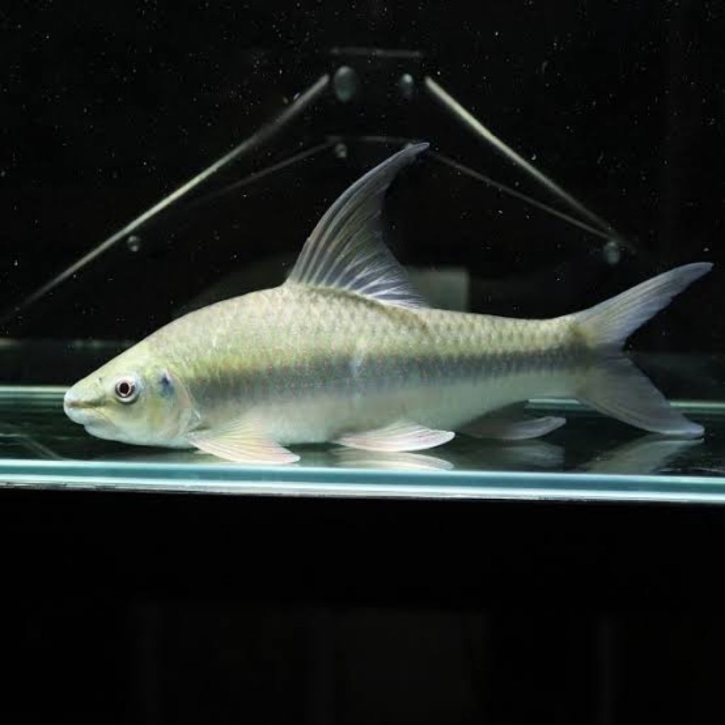 

Stiker Lobochelios Falcifer