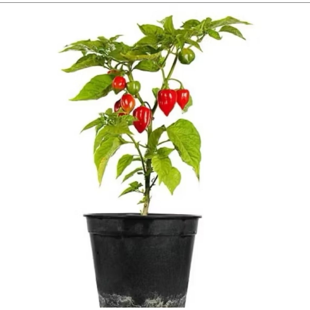 dapat 2 pcs tanaman BIBIT ANAK Cabai Dorset Naga Gendot terpedas jaminan pedas