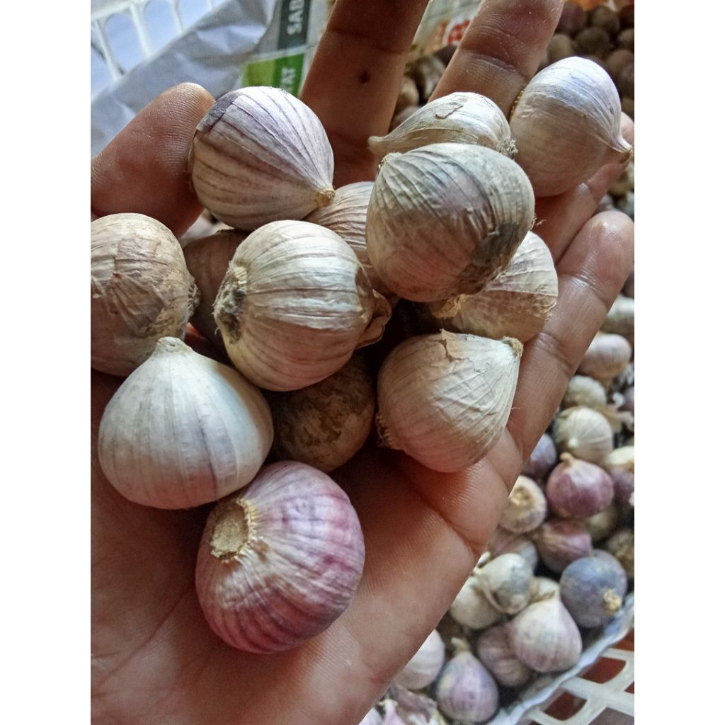 

promo bawang Lanang 500gr-1000gr /bawang tunggal