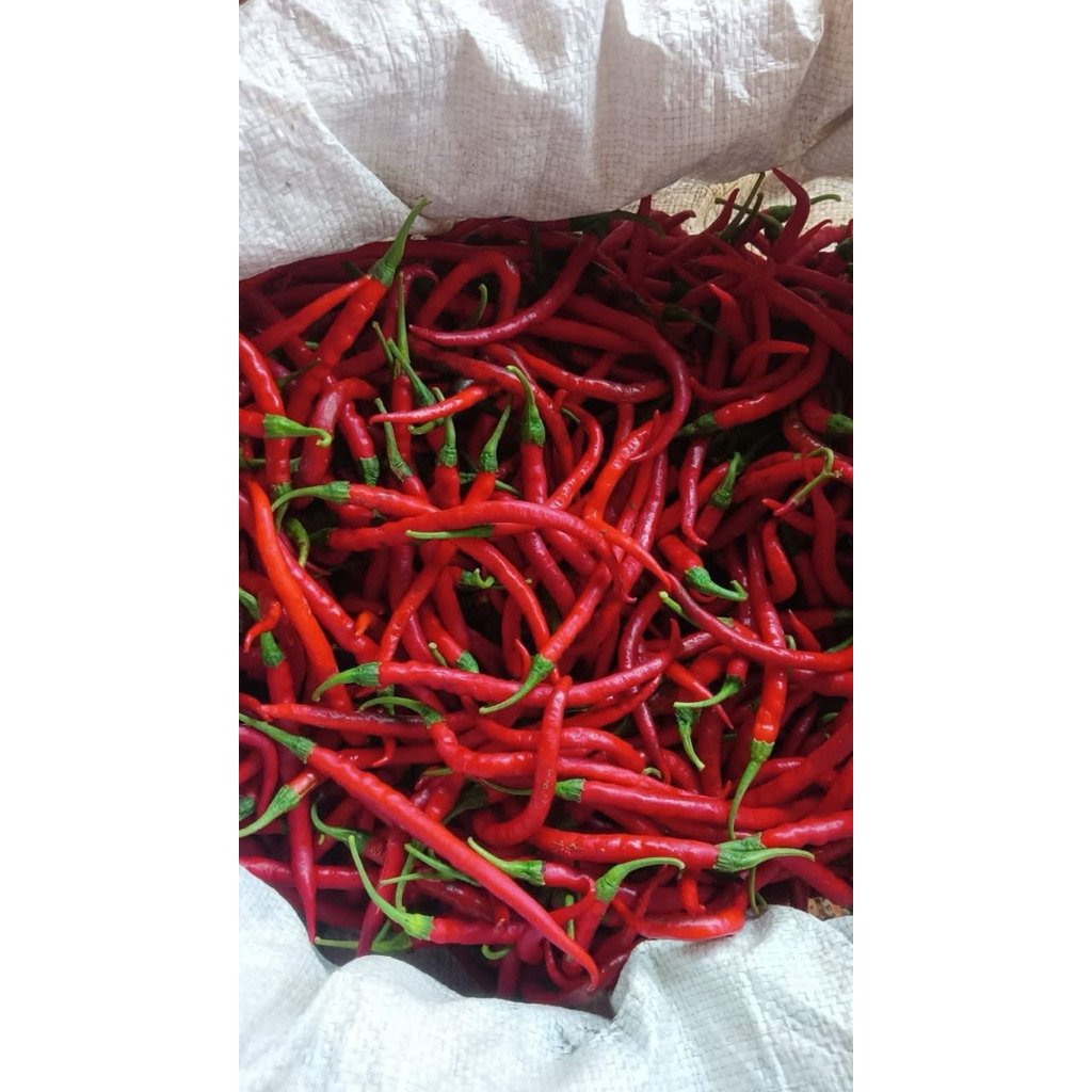 

CABE KERITING MERAH FRESH PETANI LOKAL