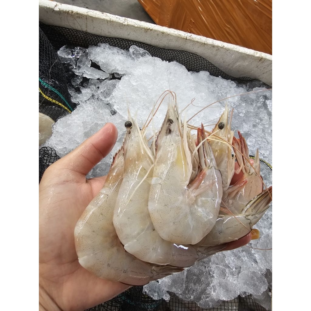 

UDANG JERBUNG PUTIH size 25-30