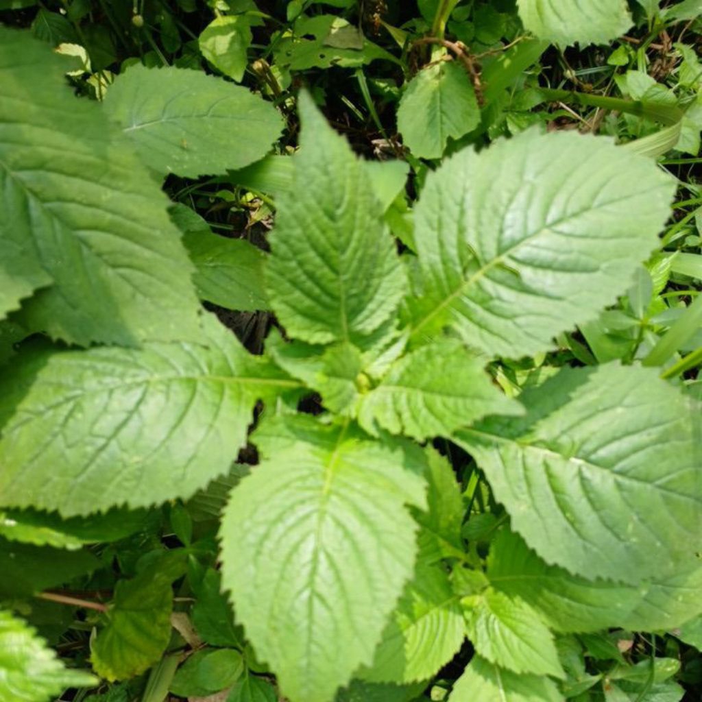 

daun sintrong/jambrong segar 250gr