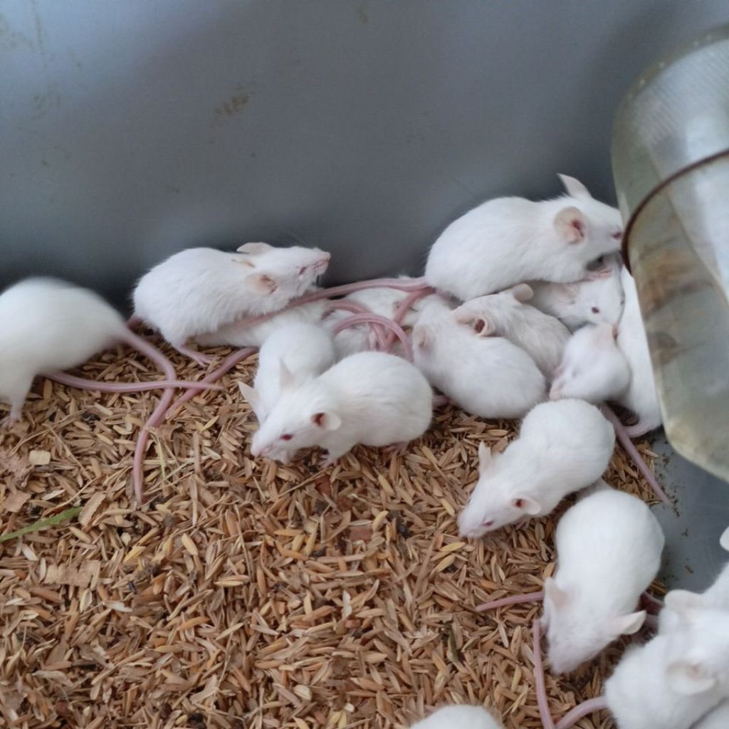 Pakan Reptile Tikus Putih Mencit Rat Pinkis ASF Pakan Ular Dll