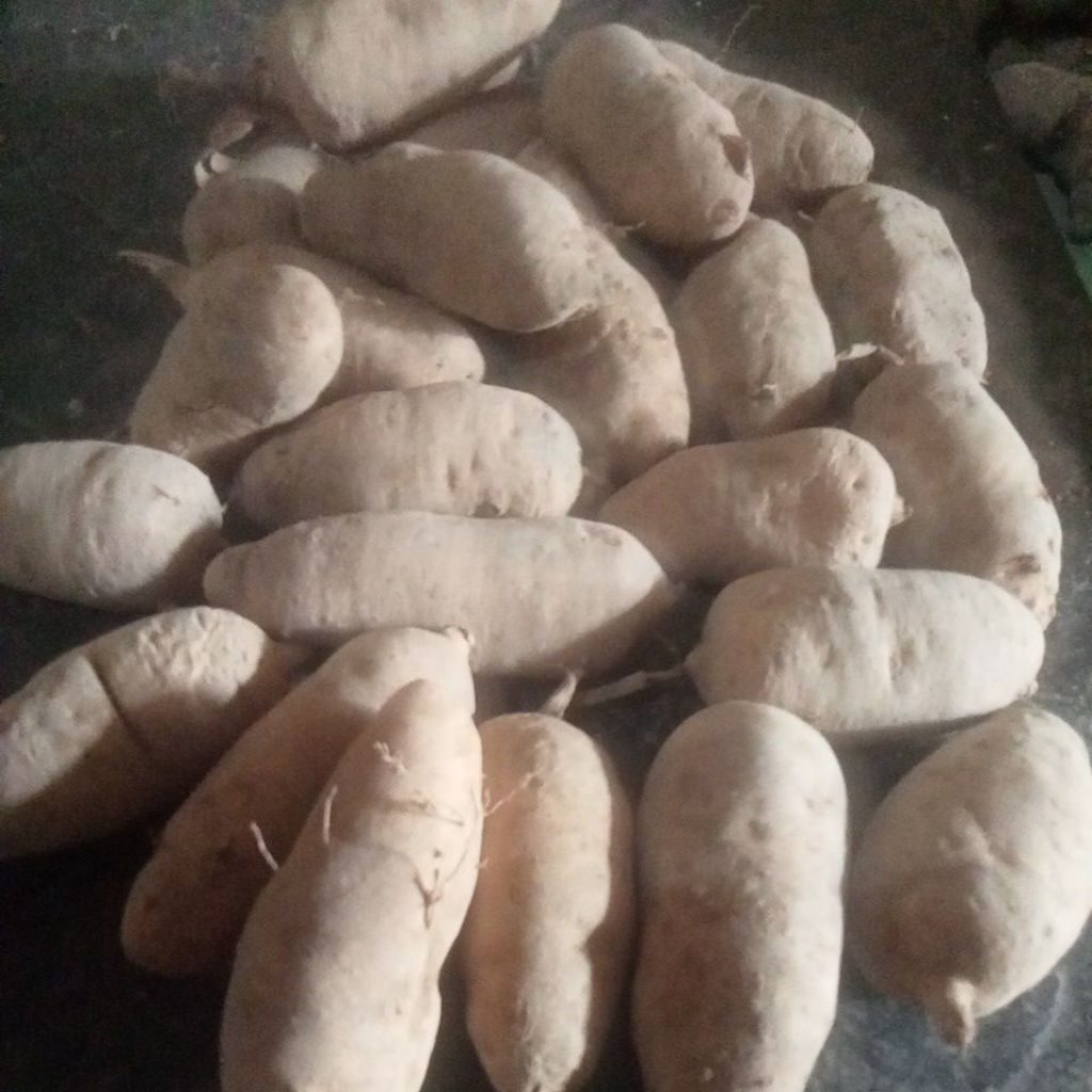 

Benih gembili 1kg isi 10-15 biji