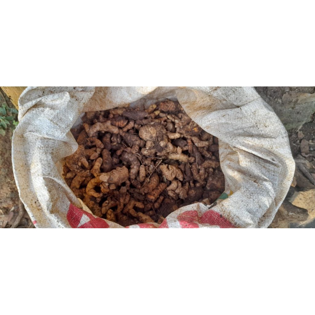 

Kunyit / Kunir Kecil (LELES) 1 Kg