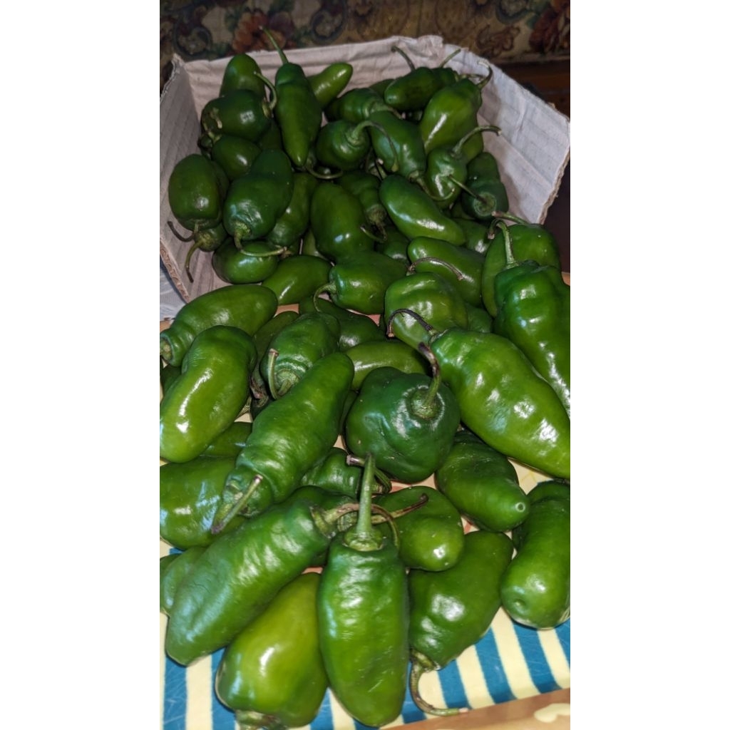 

Cabe gendot mentah&masak