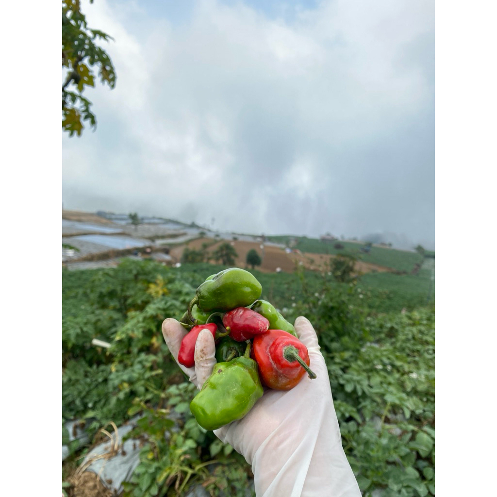 

Cabe gendot Dieng 500 gram