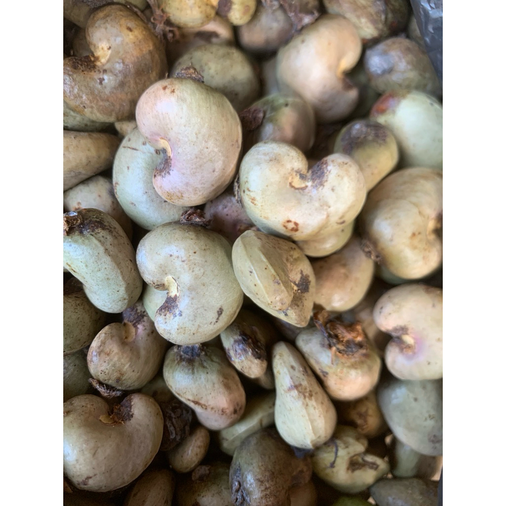 

biji jambu mete mentah 1kg