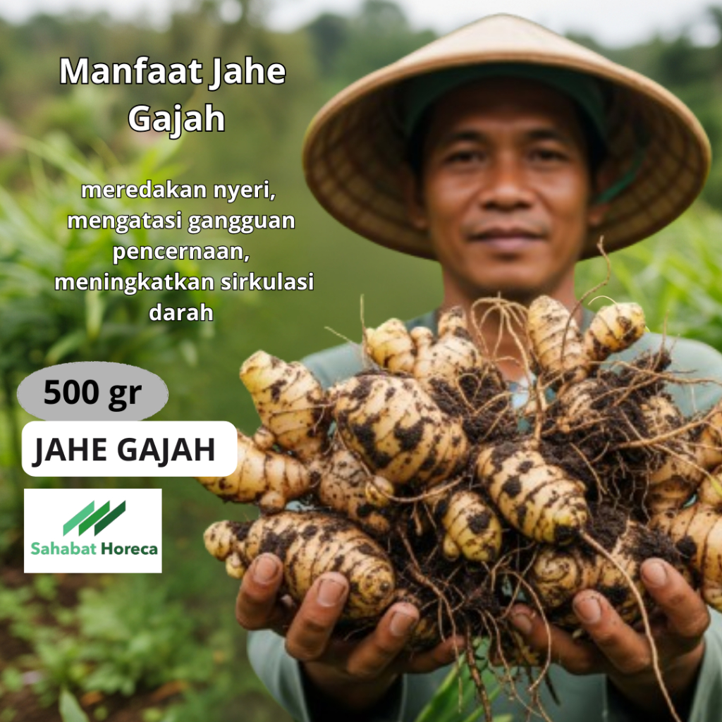 

Jahe Gajah (Putih) Segar / White Fresh Ginger 500 gram - 01
