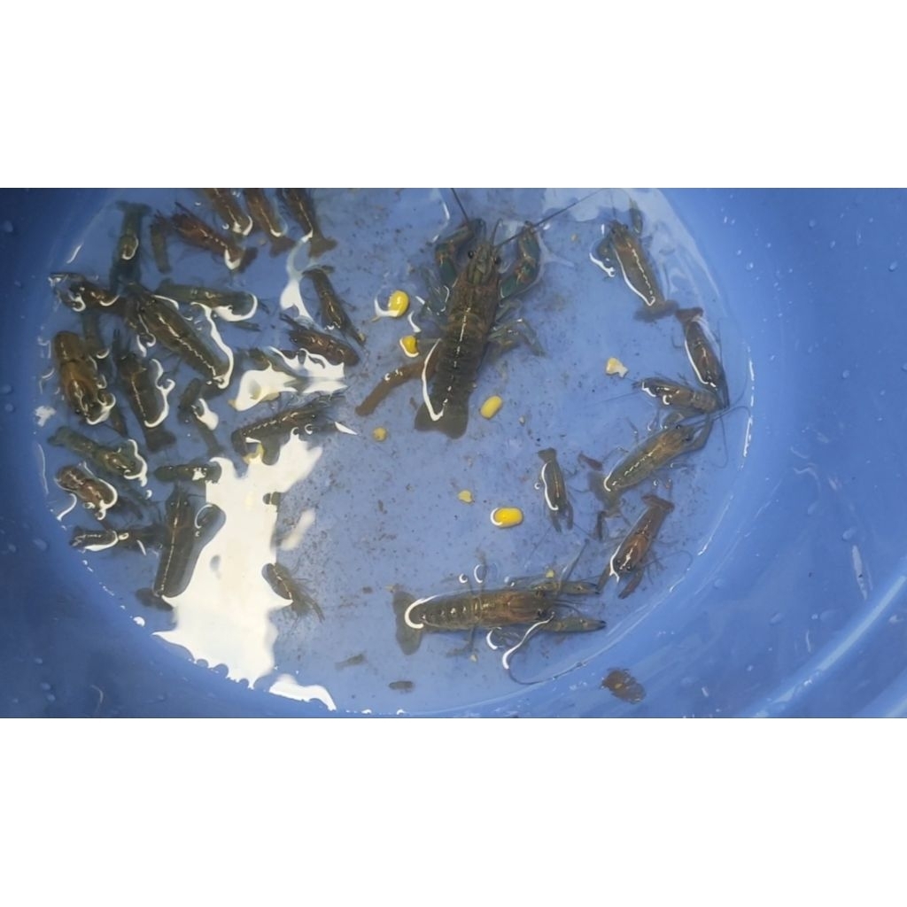 Bibit lobster air tawar