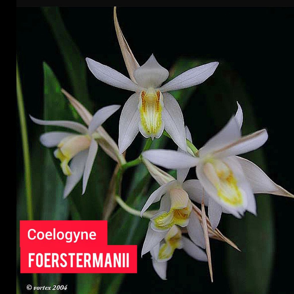 Anggrek Coelogyne Speciosa ; Coelogyne Salmonicolor ; Coelogyne Cuprea ; Coelogyne Suaveolens