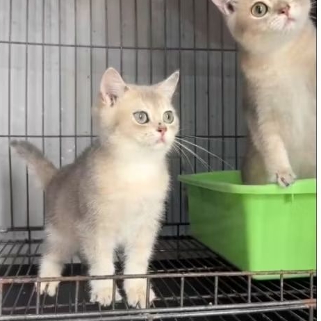 kucing bsh jantan blue golden / kucing british shorthair