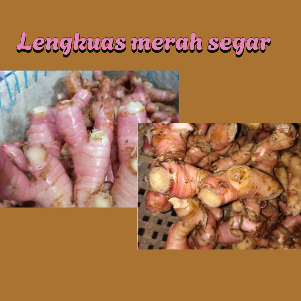 

LENGKUAS MERAH SEGAR /LAOS MERAH SEGAR 1 kg
