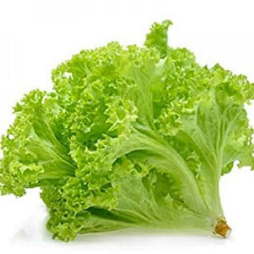 

Salada bokor 1 Ikat | Jbp_Fresh