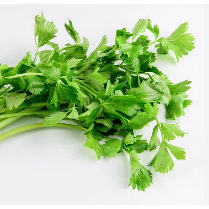 

Seledri 1 ons| Jbp_Fresh