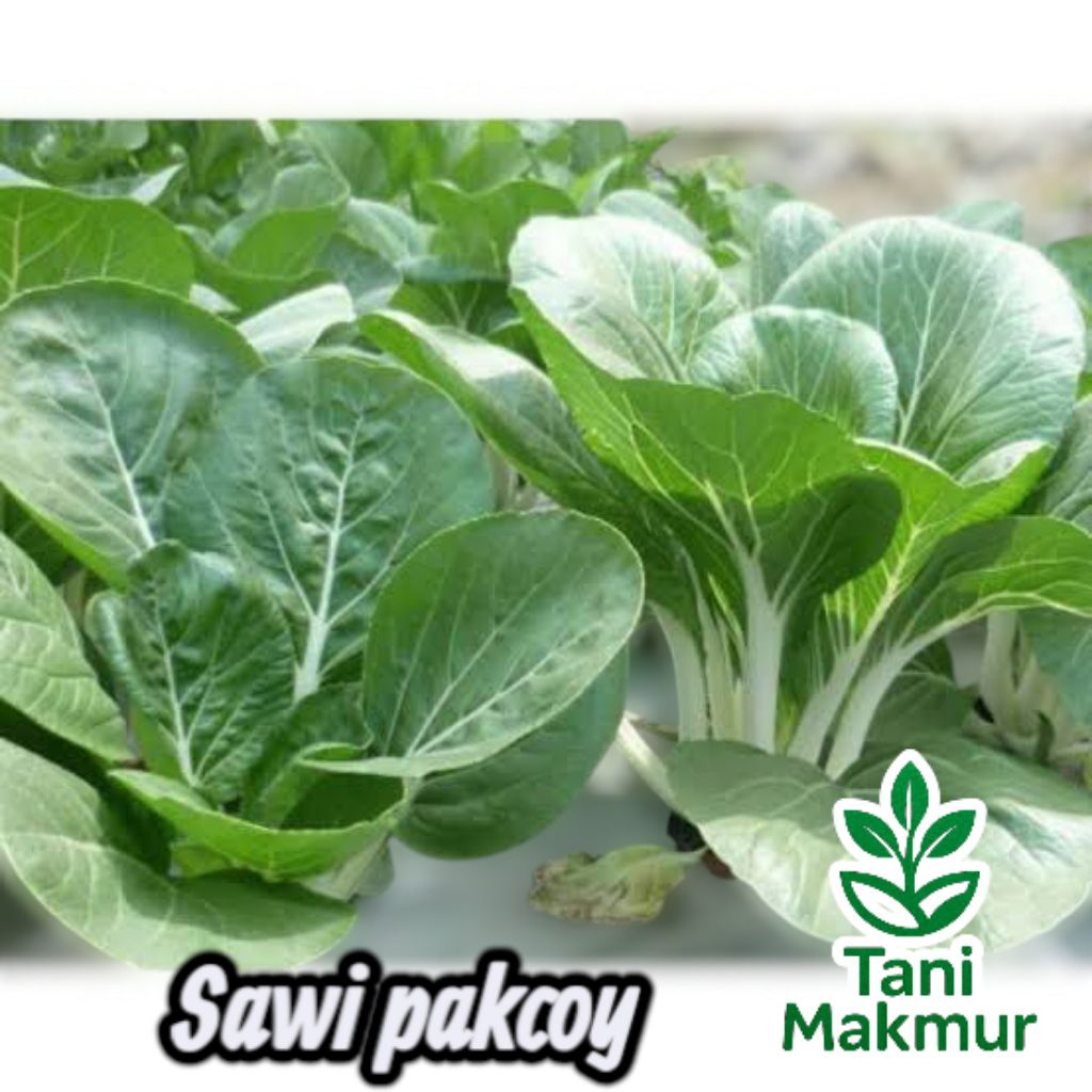 

Benih Sayuran Sawi pakcoy (Brassica rapa subsp. chinensis) kemasan seribuan